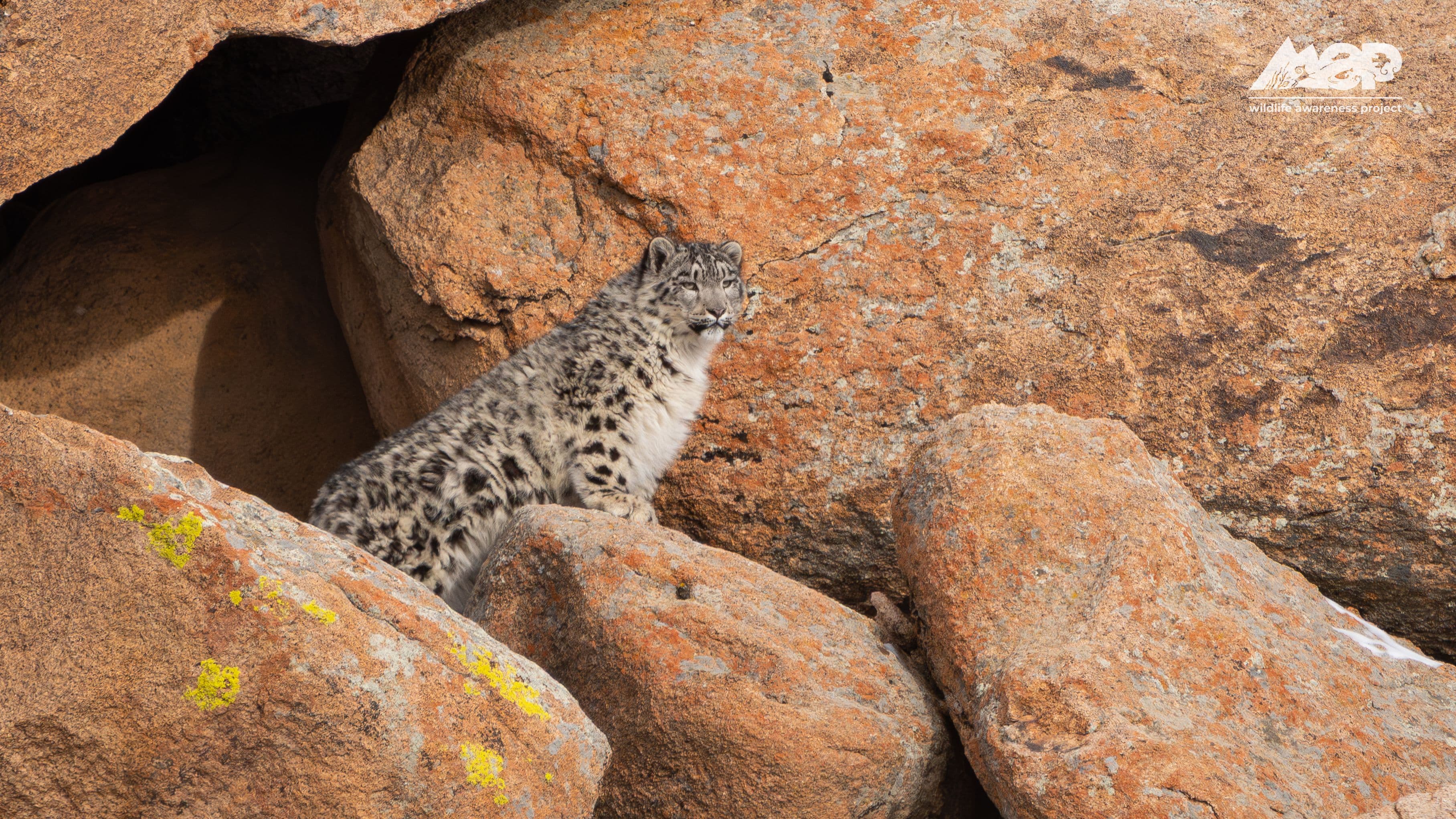 Snow Leopard Photography: Margaz Mountains — Soaring Expeditions, Mongolia