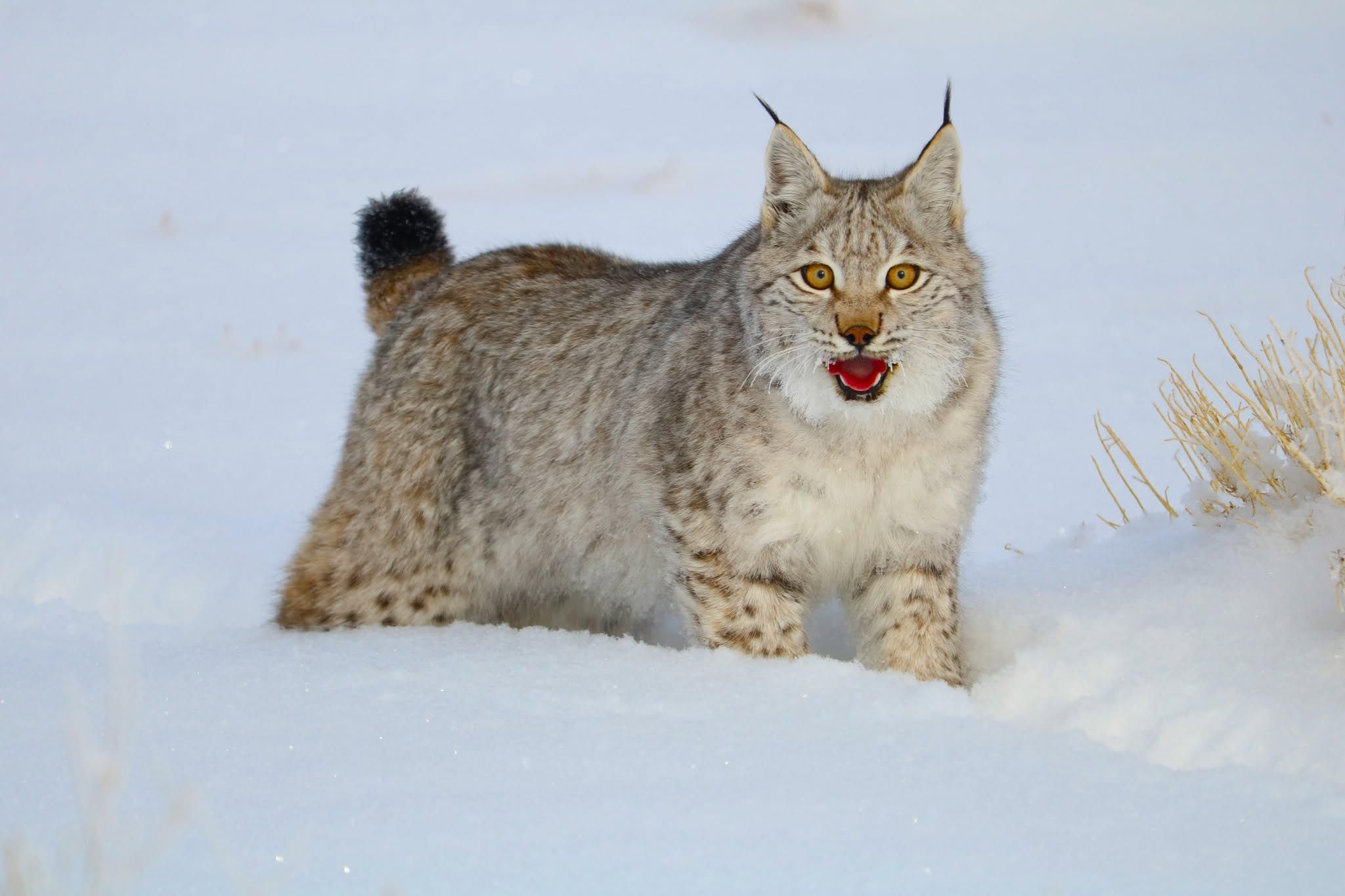 Eurasian Lynx, Grey Wolf & Wolverine: Bulnai Mountains — Soaring Expeditions, Mongolia
