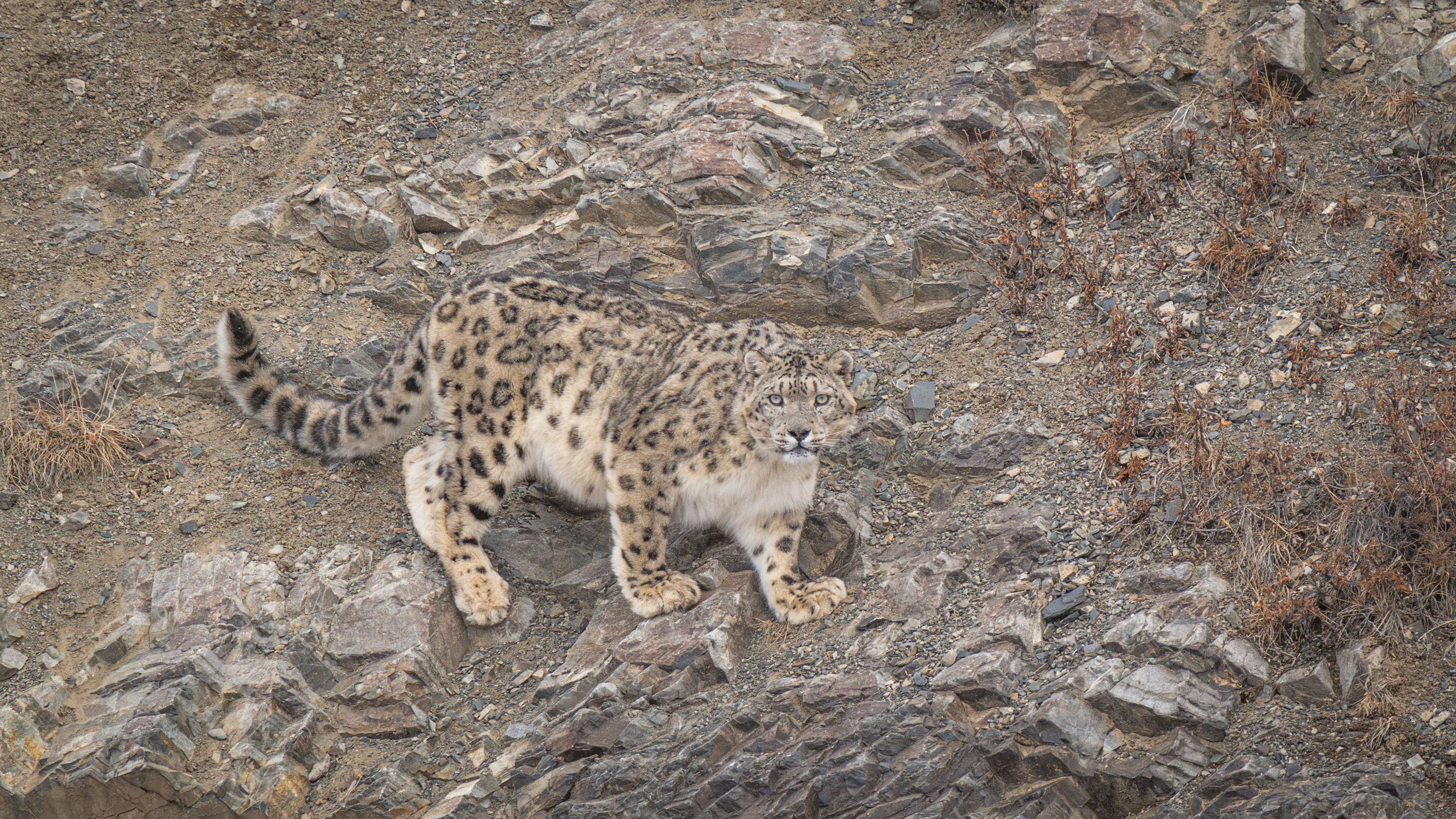 Snow Leopard Photography: Altai Mountains — Soaring Expeditions, Mongolia