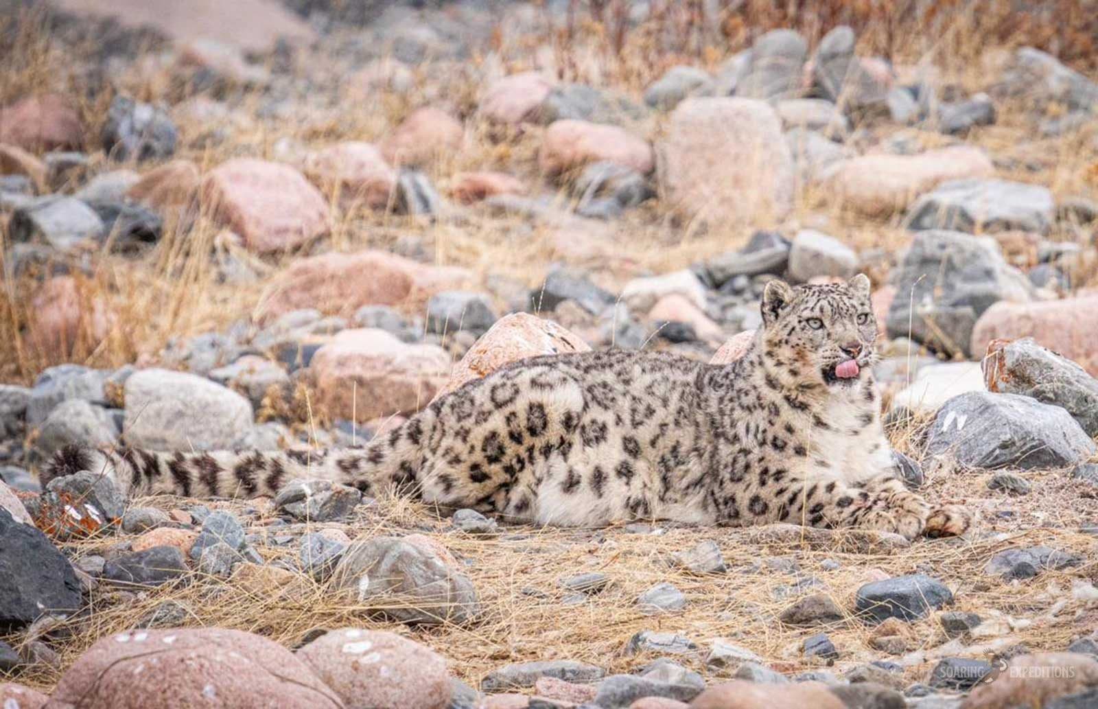 Snow Leopard Odyssey: Altai Mountains — Soaring Expeditions, Mongolia