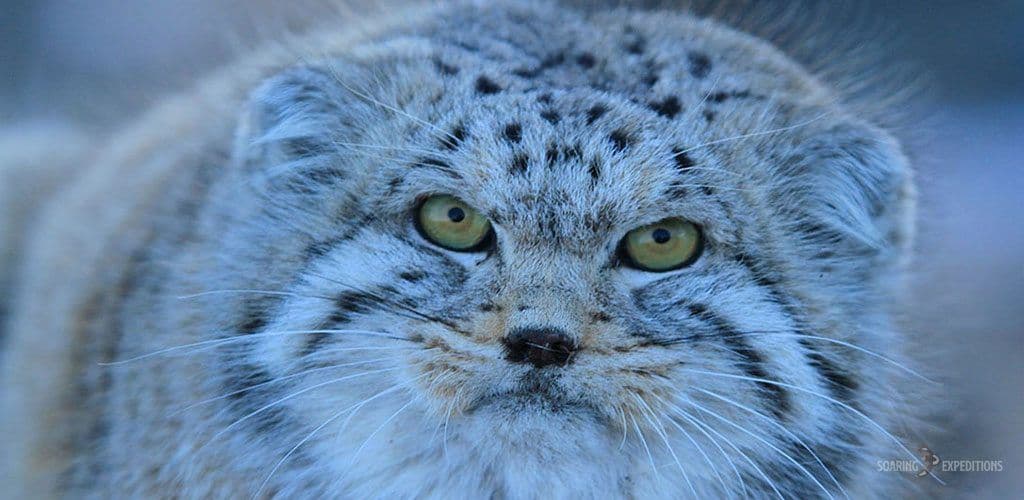 Pallas's Cat