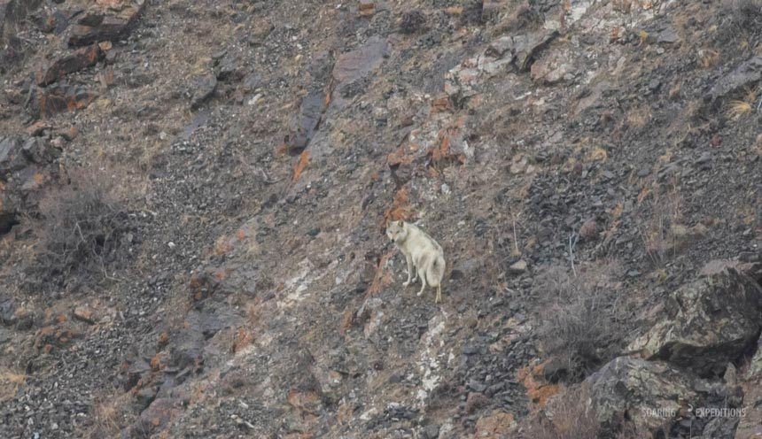 Grey Wolf Photography: Khomyn Tal National Park — Soaring Expeditions, Mongolia
