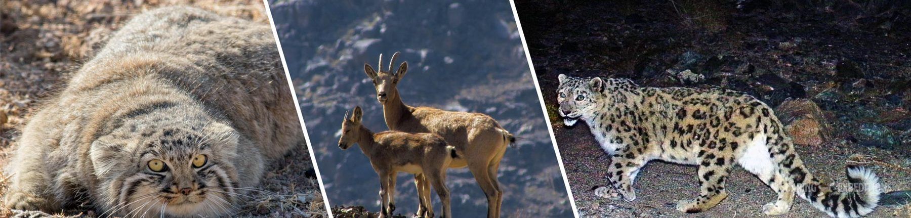 Mongolia's Wild Cats Quest — Soaring Expeditions, Mongolia