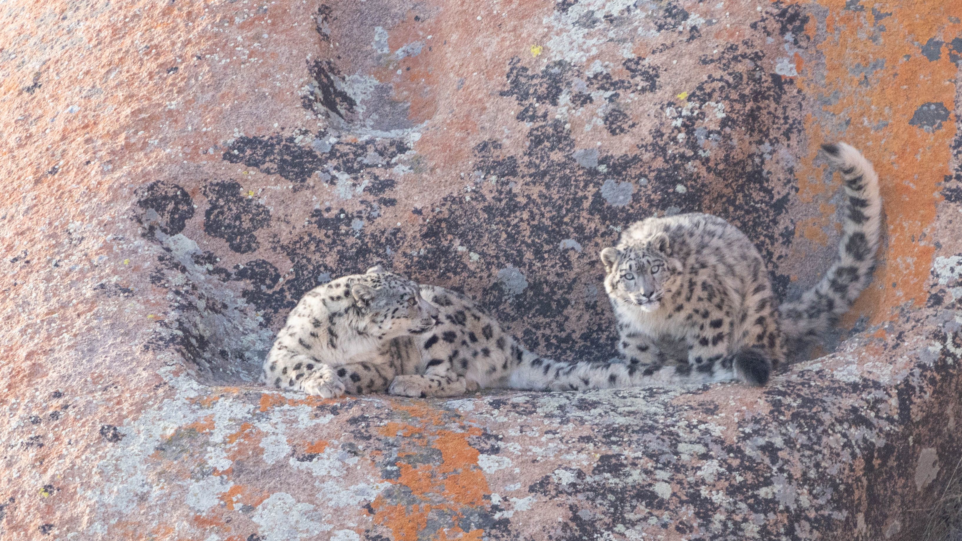 Mongolia's Valley of Wild Cats — Soaring Expeditions, Mongolia