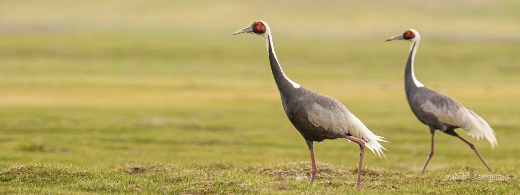 Birding Mongolia: East & West — Soaring Expeditions, Mongolia