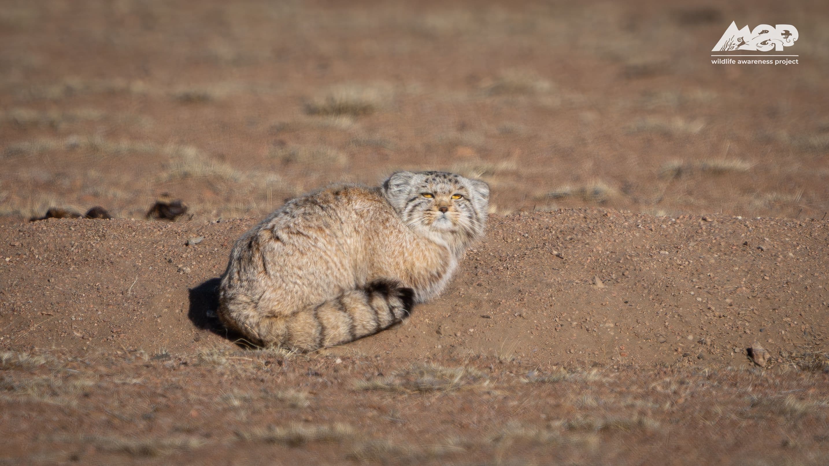 Pallas’s Cat Odyssey: Margaz Mountains — Soaring Expeditions, Mongolia