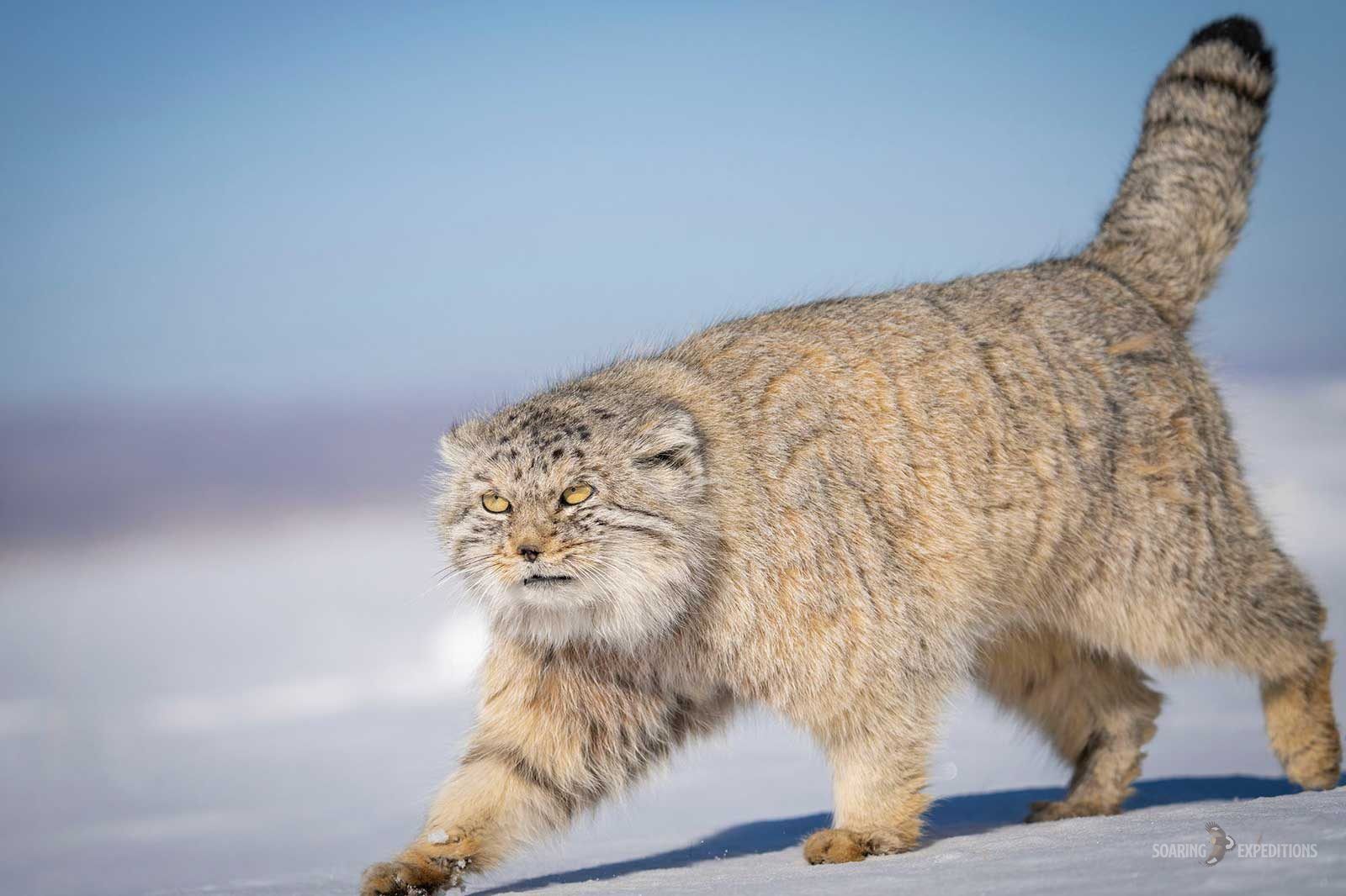 Pallas’s Cat Photography: Margaz Mountains — Soaring Expeditions, Mongolia