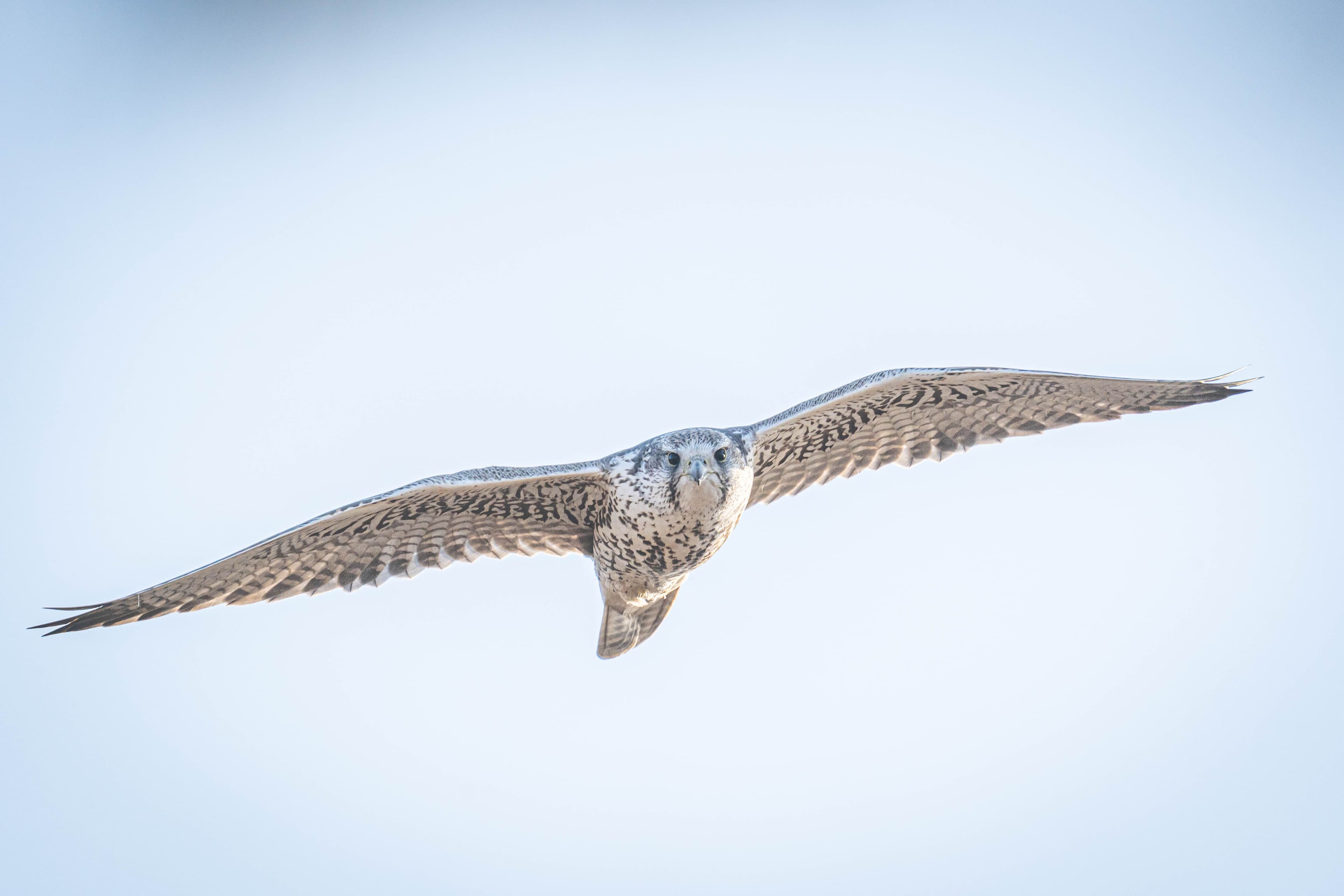 Classic Birding Mongolia — Soaring Expeditions, Mongolia