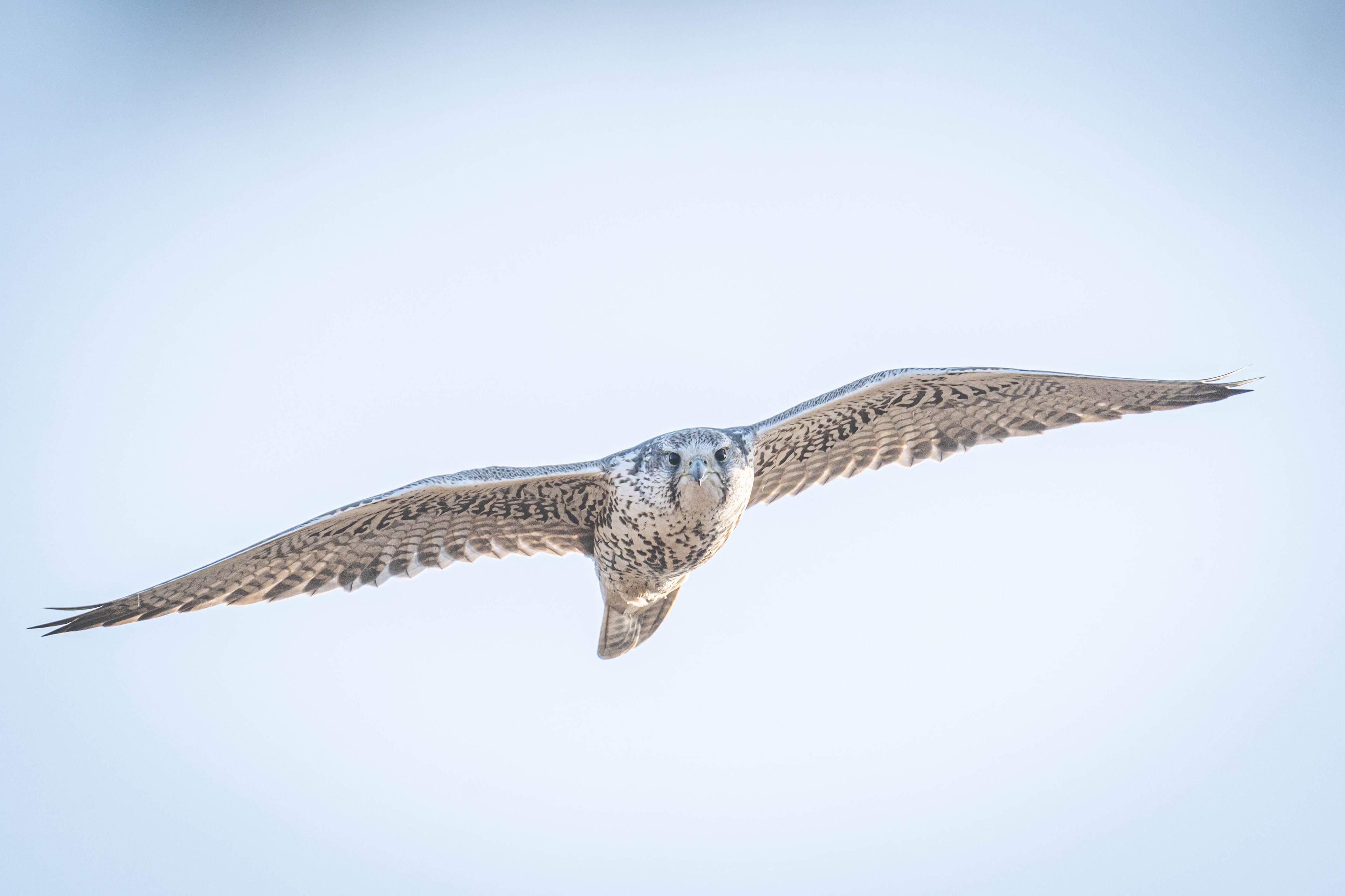 Classic Birding Mongolia — Soaring Expeditions, Mongolia