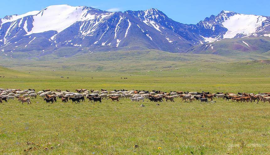 Harhiraa and Turgen Explorer — Soaring Expeditions, Mongolia