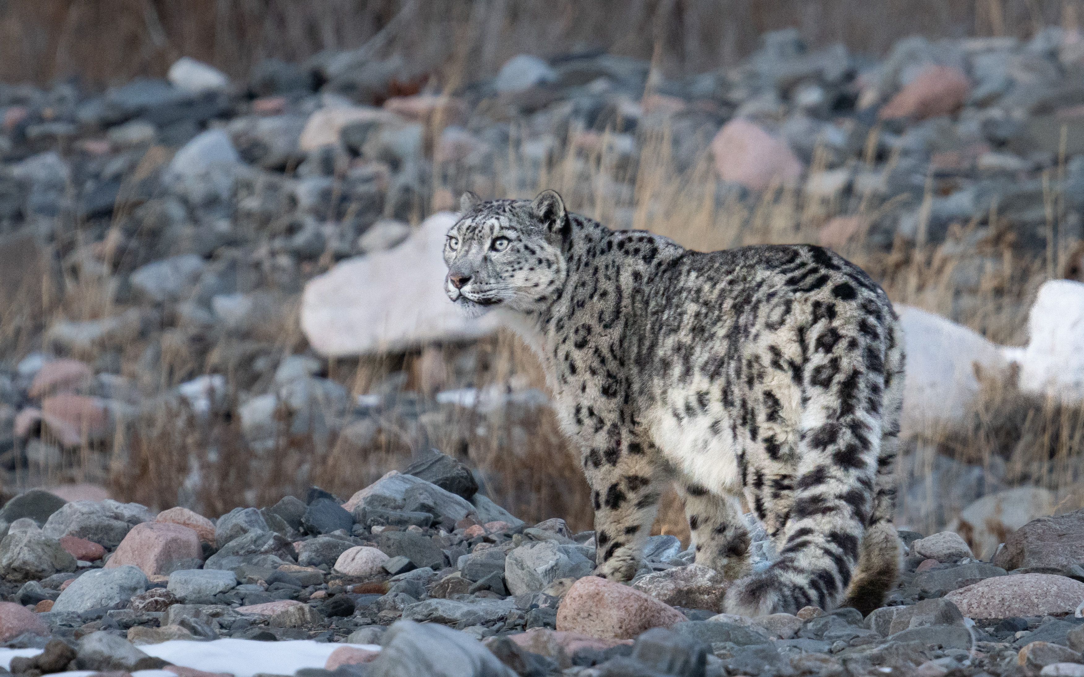 Snow Leopard & Pallas's Cat Photography — Soaring Expeditions, Mongolia