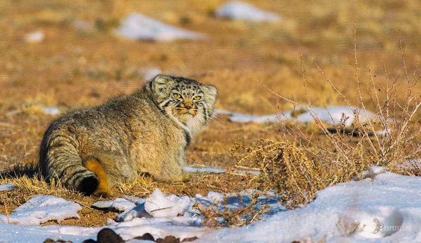 Pallas’s Cat Quest: Eastern Mongolia — Soaring Expeditions, Mongolia