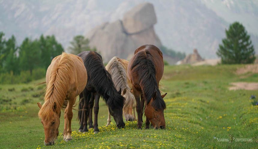 Horse Riding Adventure Across Terelj National Park — Soaring Expeditions, Mongolia
