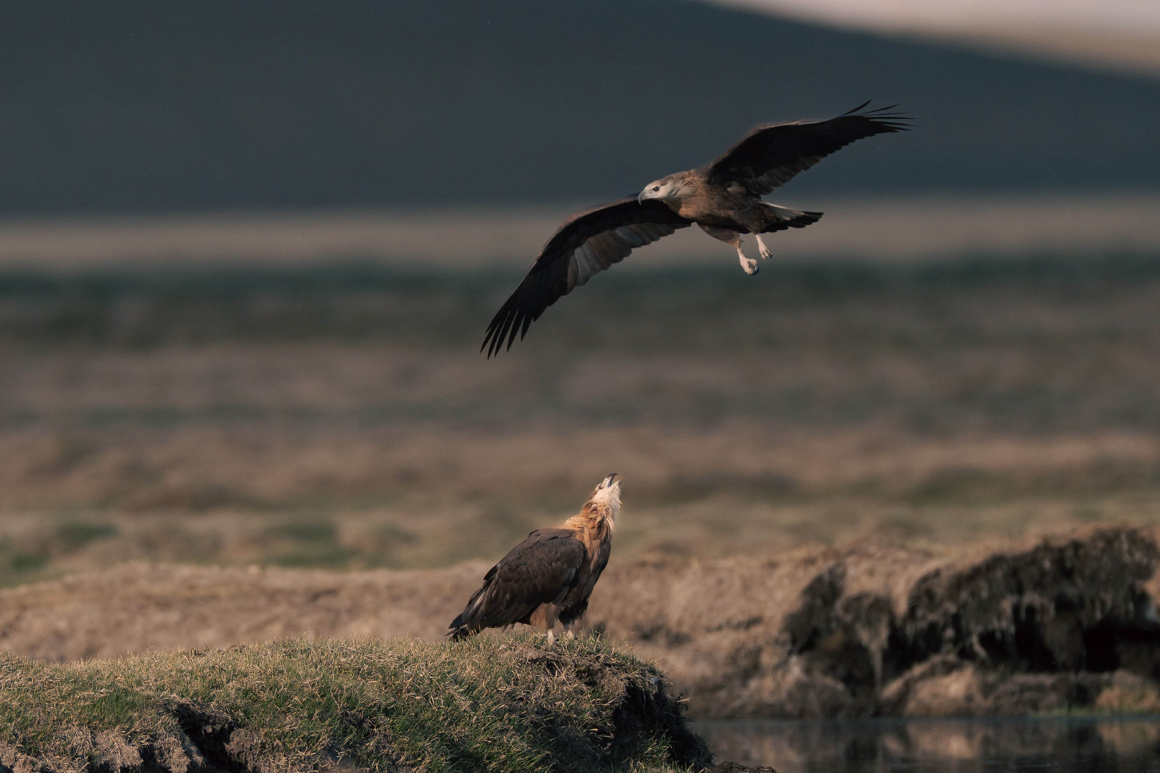 Overland Birding Mongolia — Soaring Expeditions, Mongolia