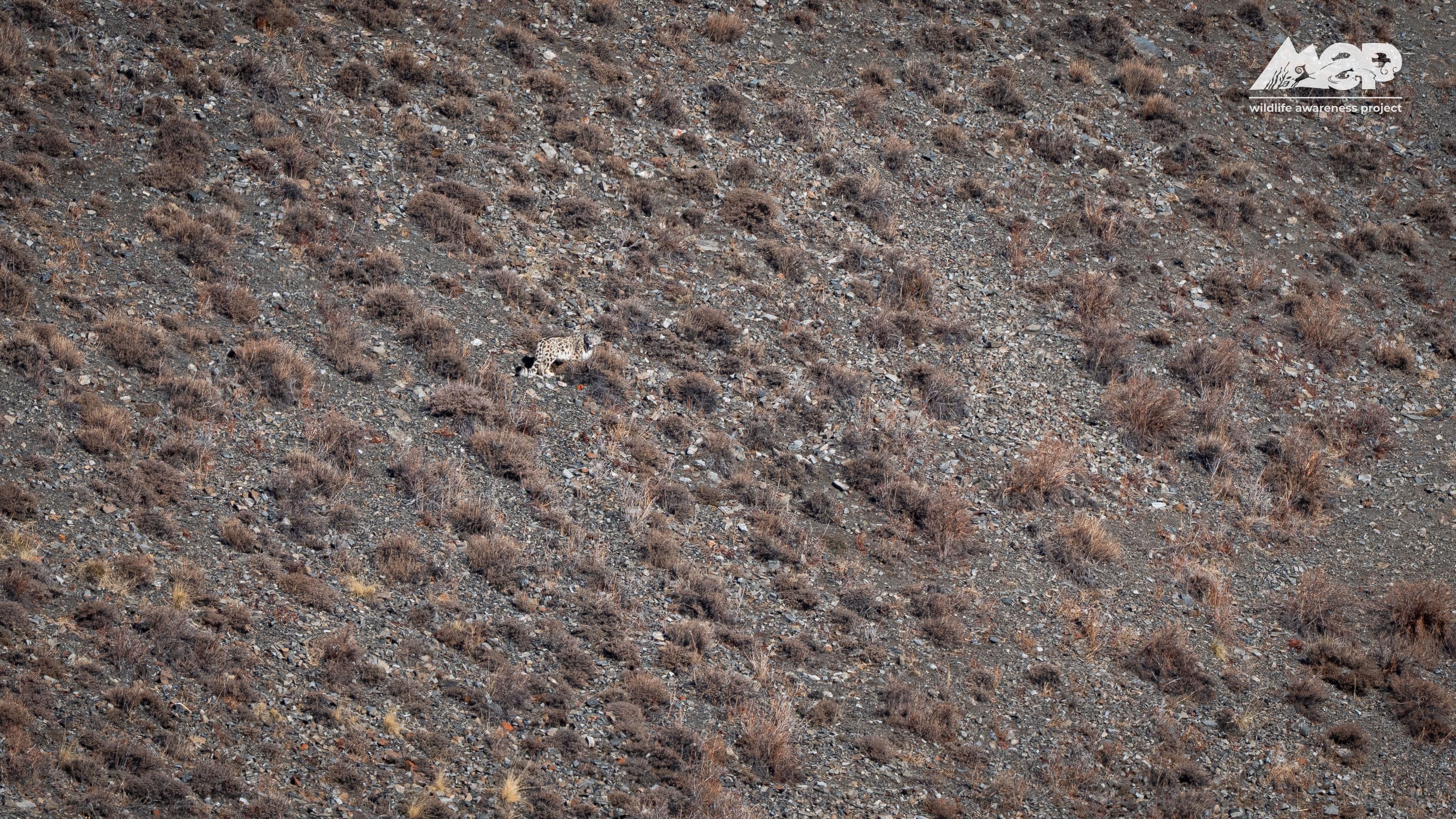 Mongolia's Wild Cats Quest — Soaring Expeditions, Mongolia