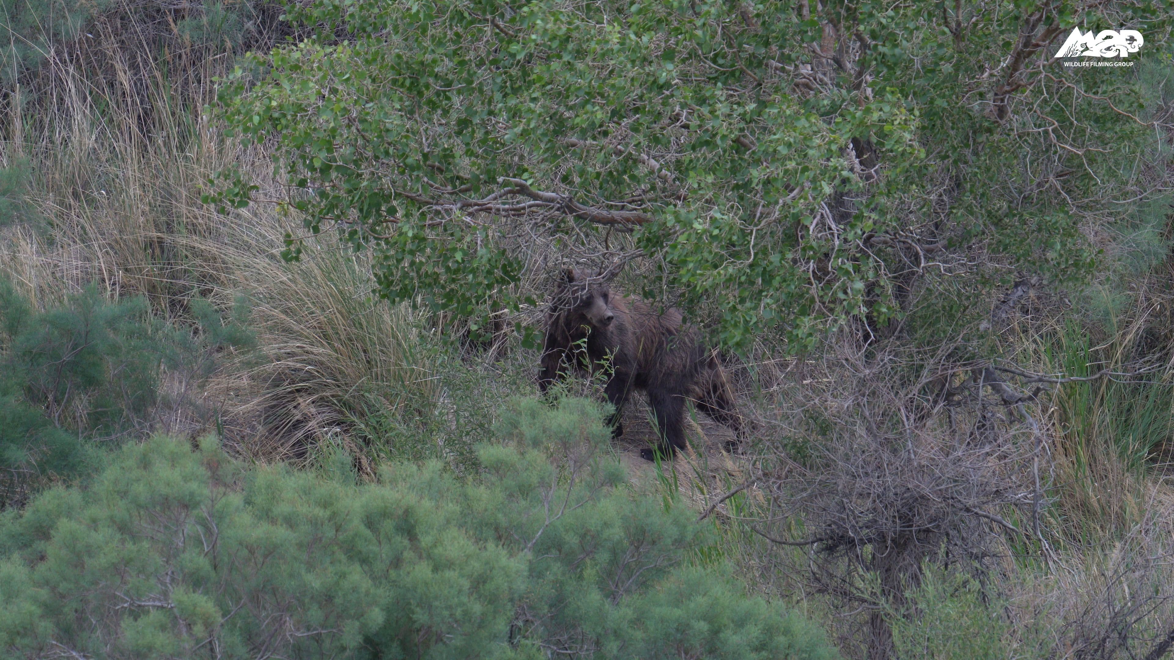 Gobi Bear Expeditions: Ultimate Mammals Tour — Soaring Expeditions, Mongolia